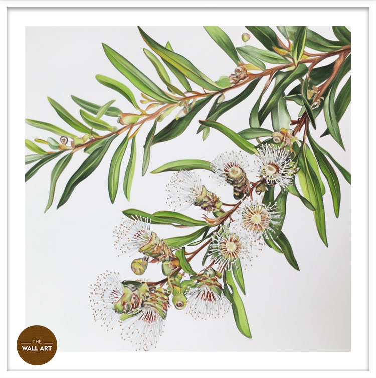 images/products/australian_melaleu_flowers/Australian_Melaleu Flowers_WHITE_PWB.jpg